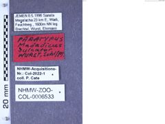 Foto von Bronzering (NHMW-PRAE-026637)